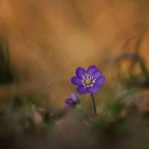 علیرضا زارع احساس شبای بی قراری احساس چیزی که دوری ازش